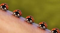 pic for Ladybugs 